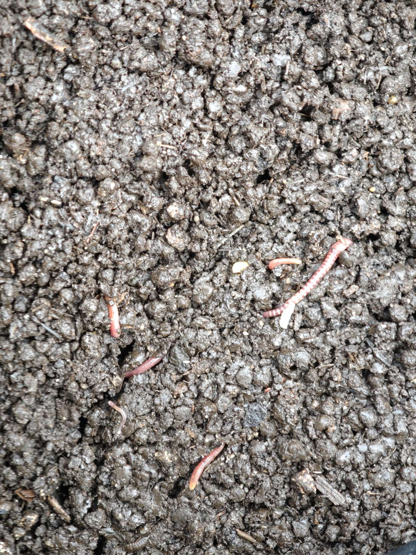 ვერმიკომპოსტი