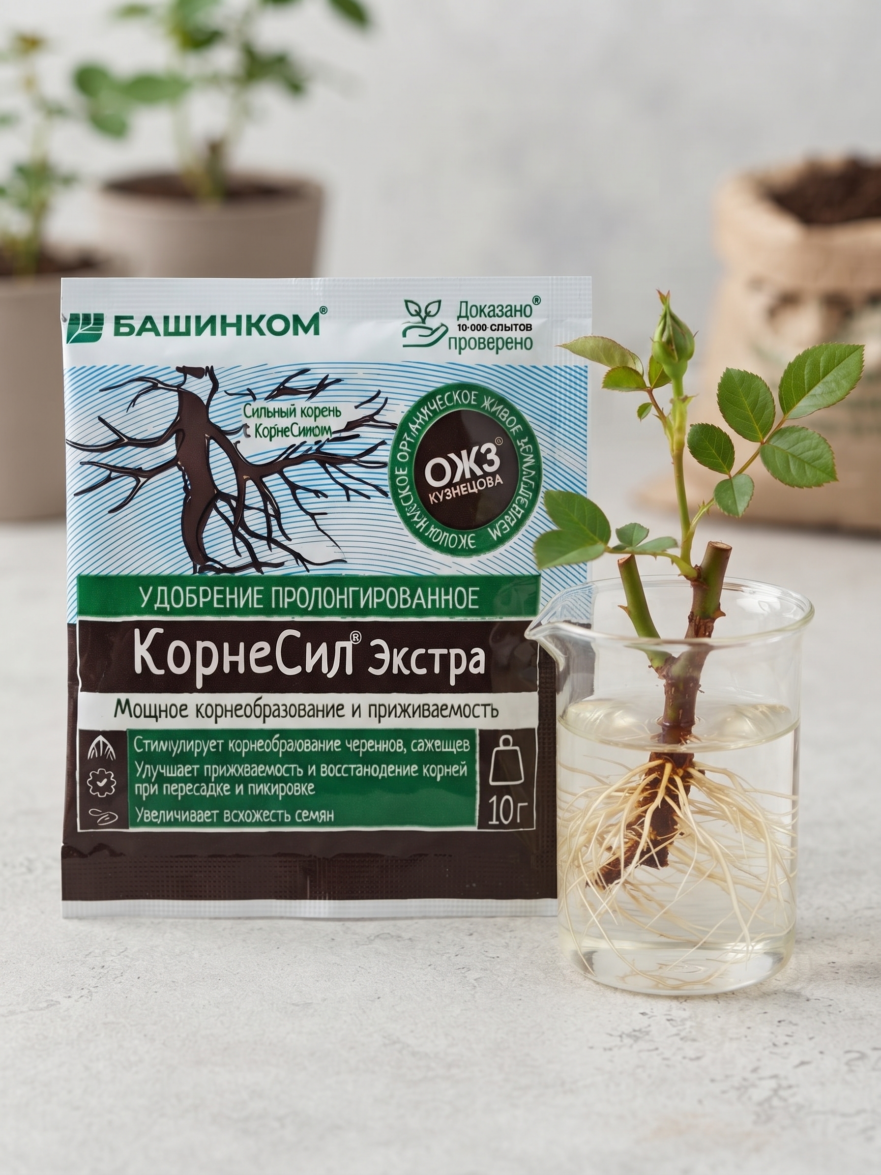 კორნესილი